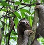 Silent Sloth Adalah